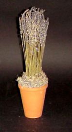 DESIGNER DRIED LAVENDAR POTTED PLANT