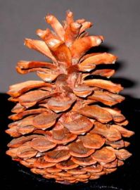 PINE CONES - SET OF 2