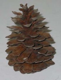 NATURAL PINE CONE